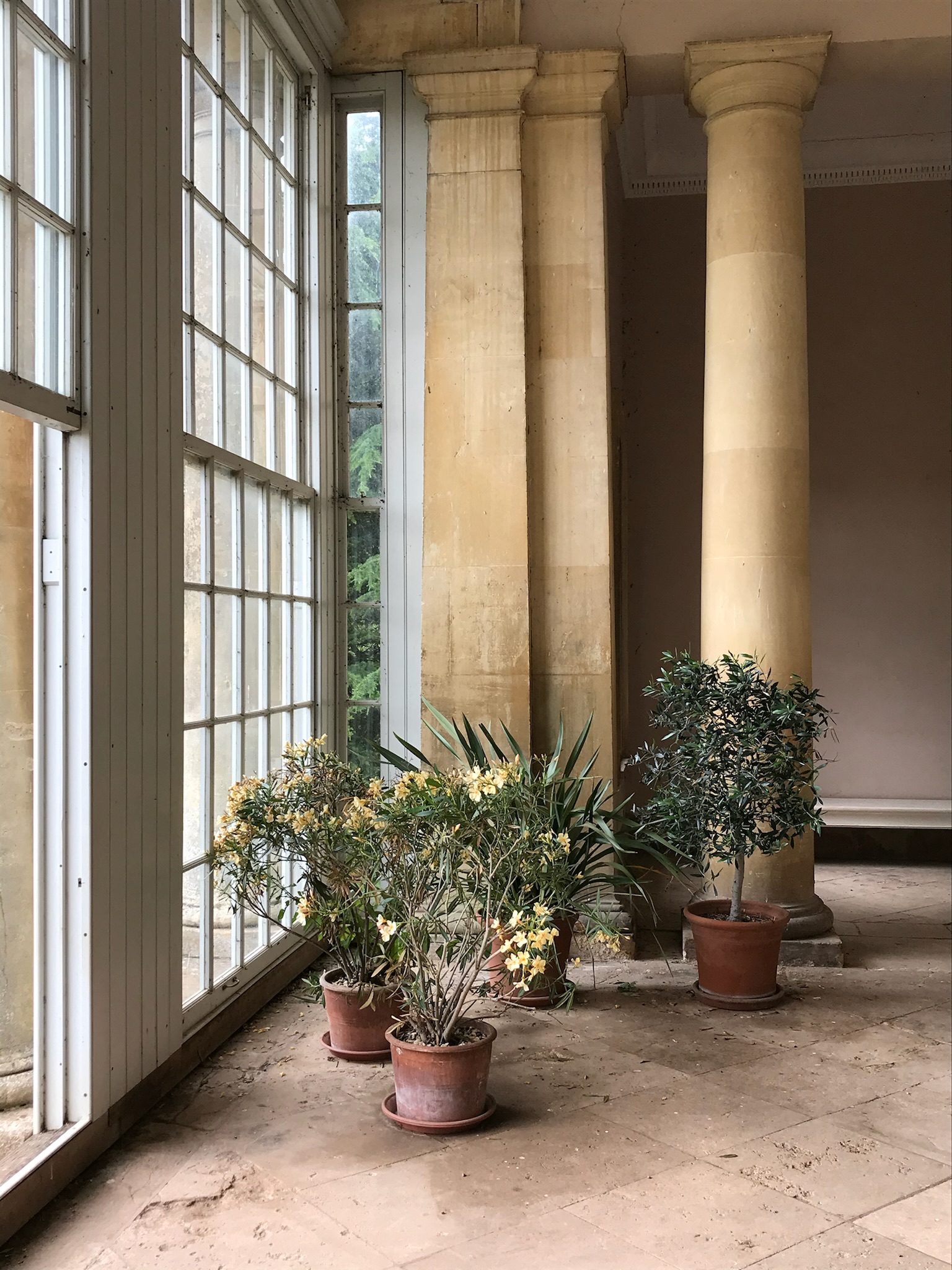 Potted plants inside a grand room with pillars