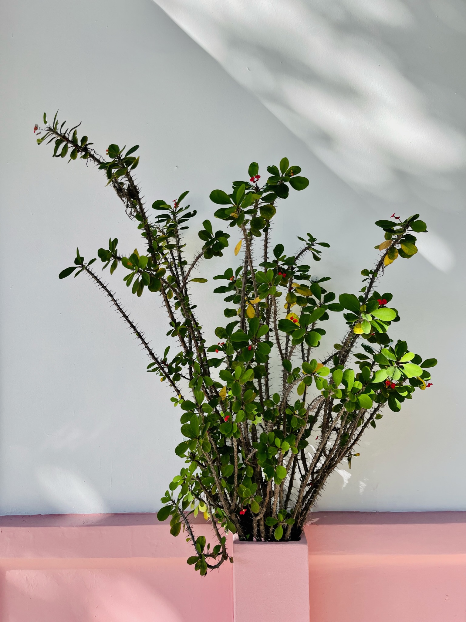 Thorny plant with bright green leaves in a pink pot and dappled light