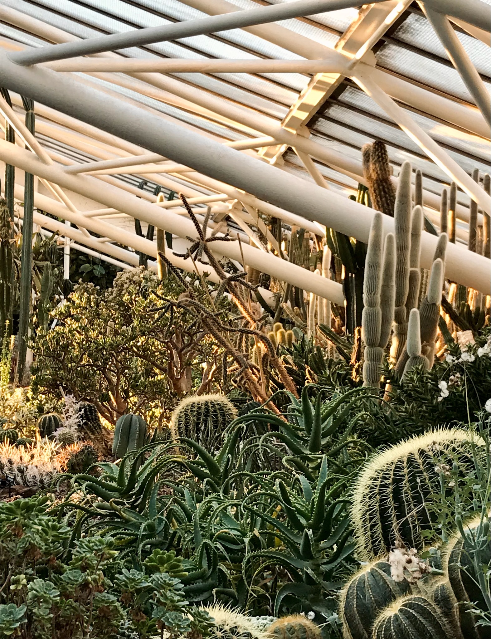 Cactus in Barbican conservatory