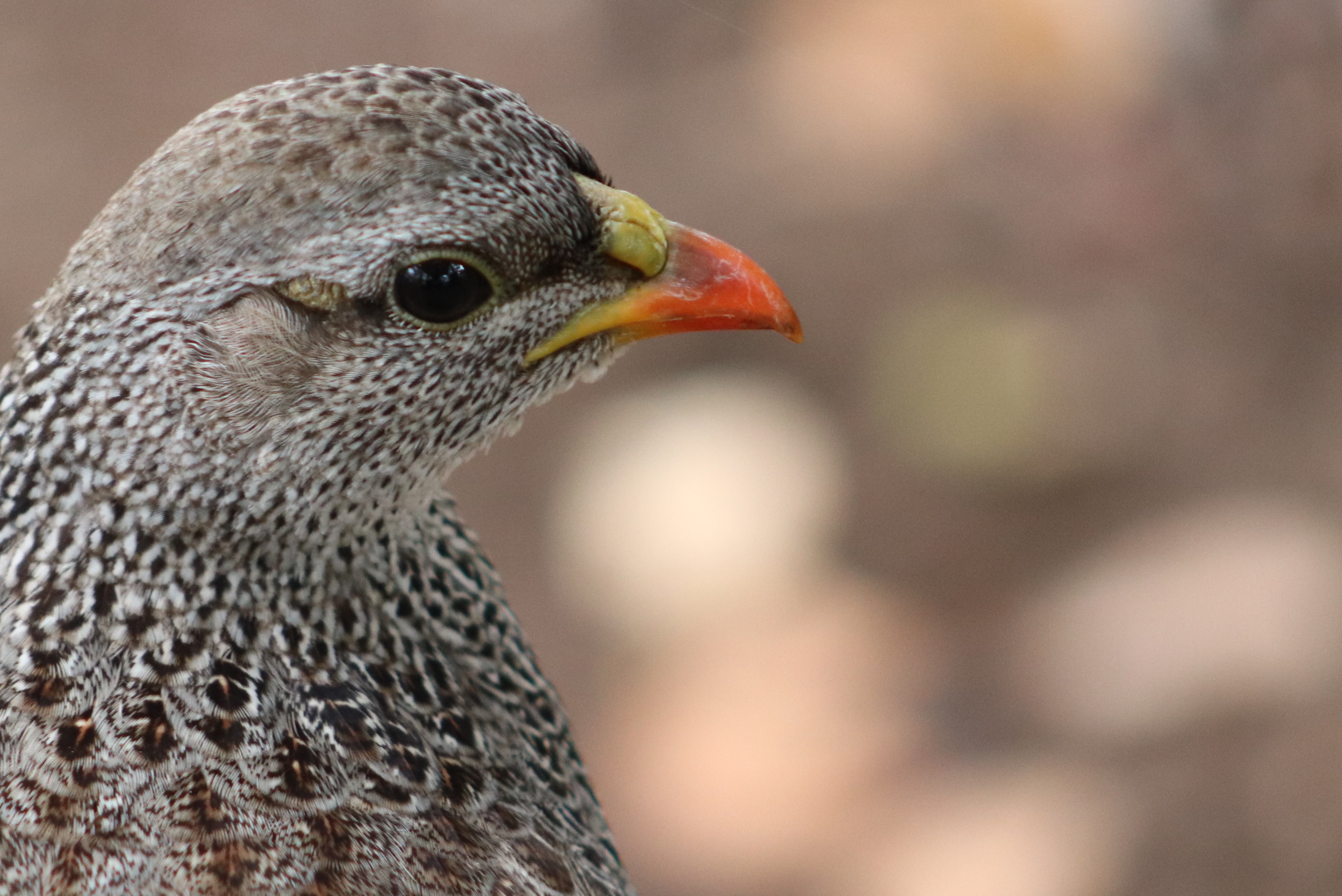 Close up of bird with orange beak depth of field