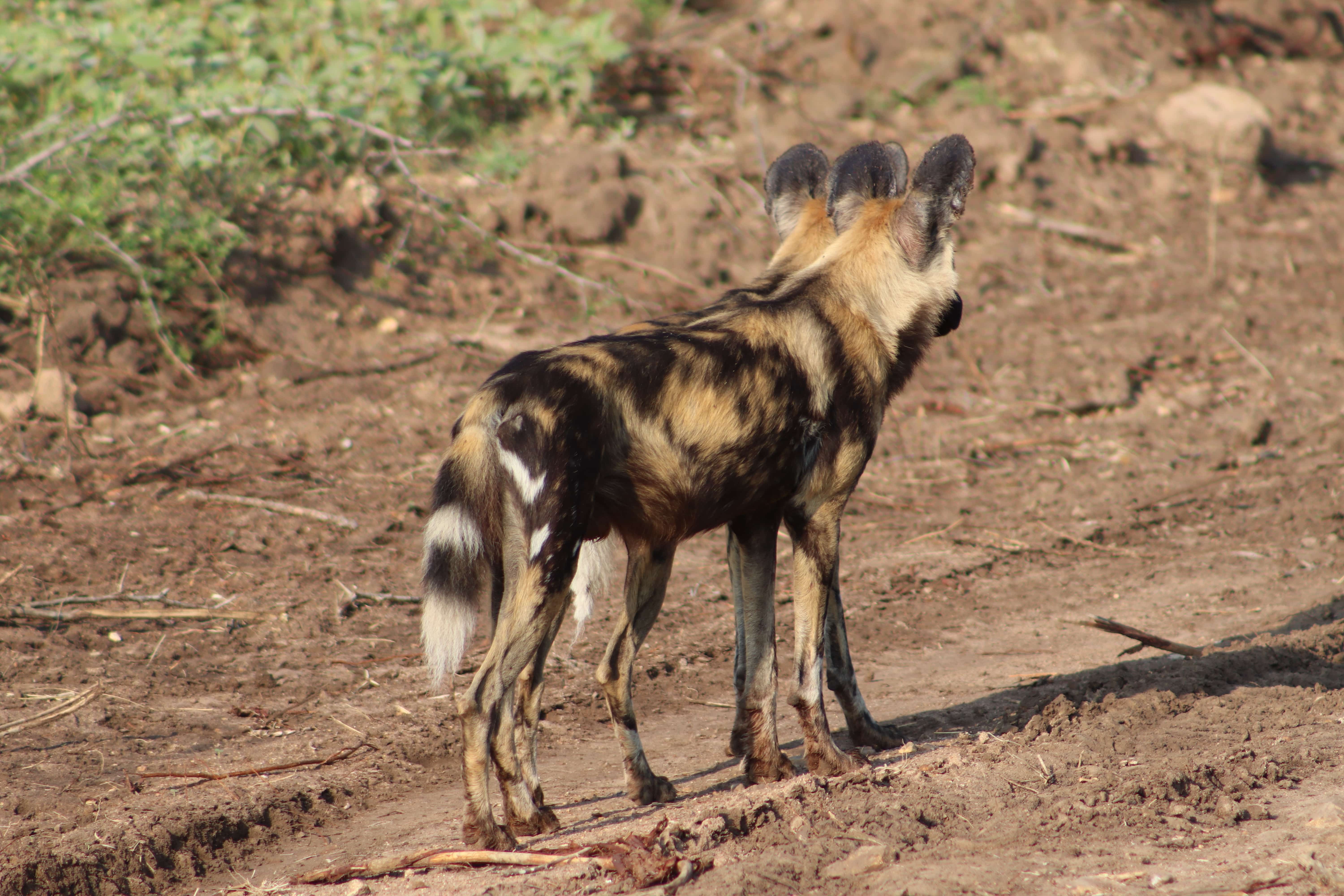 Two African Wild Dogs